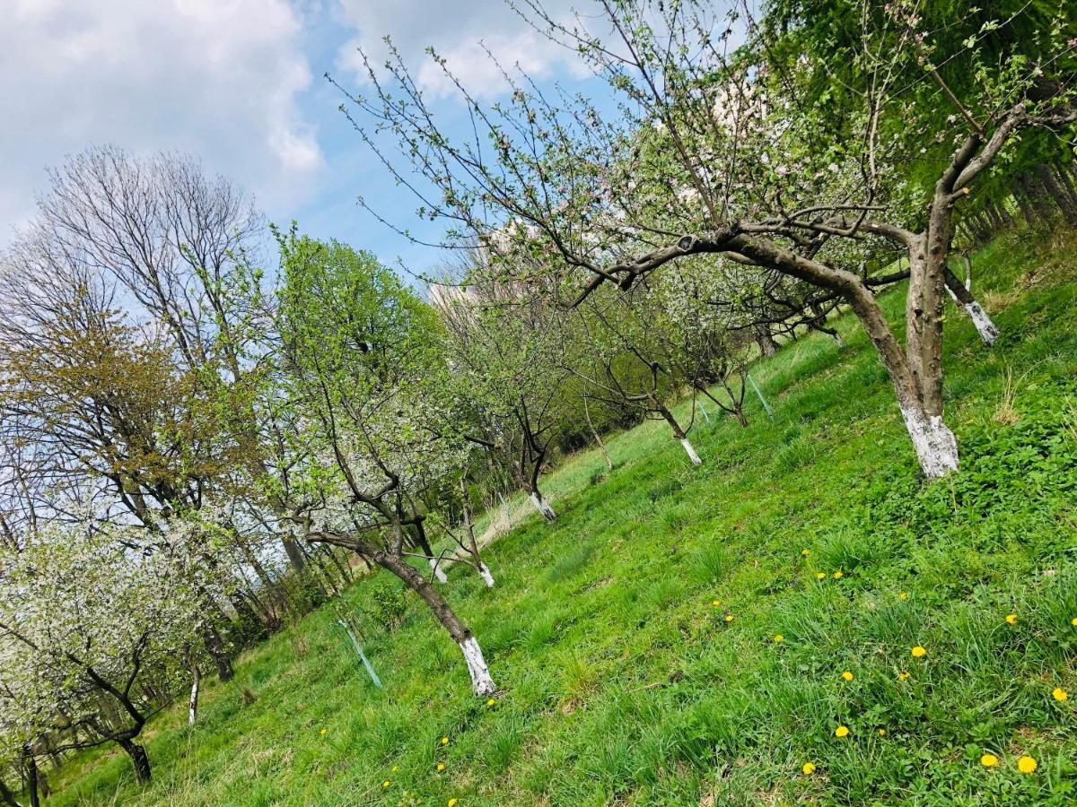 Agroturystyka U Strazaka Świeradów-Zdrój Exterior foto